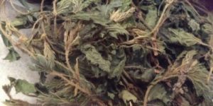 Homestead Bootcamp Nettles